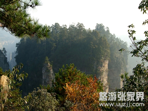黑樅垴